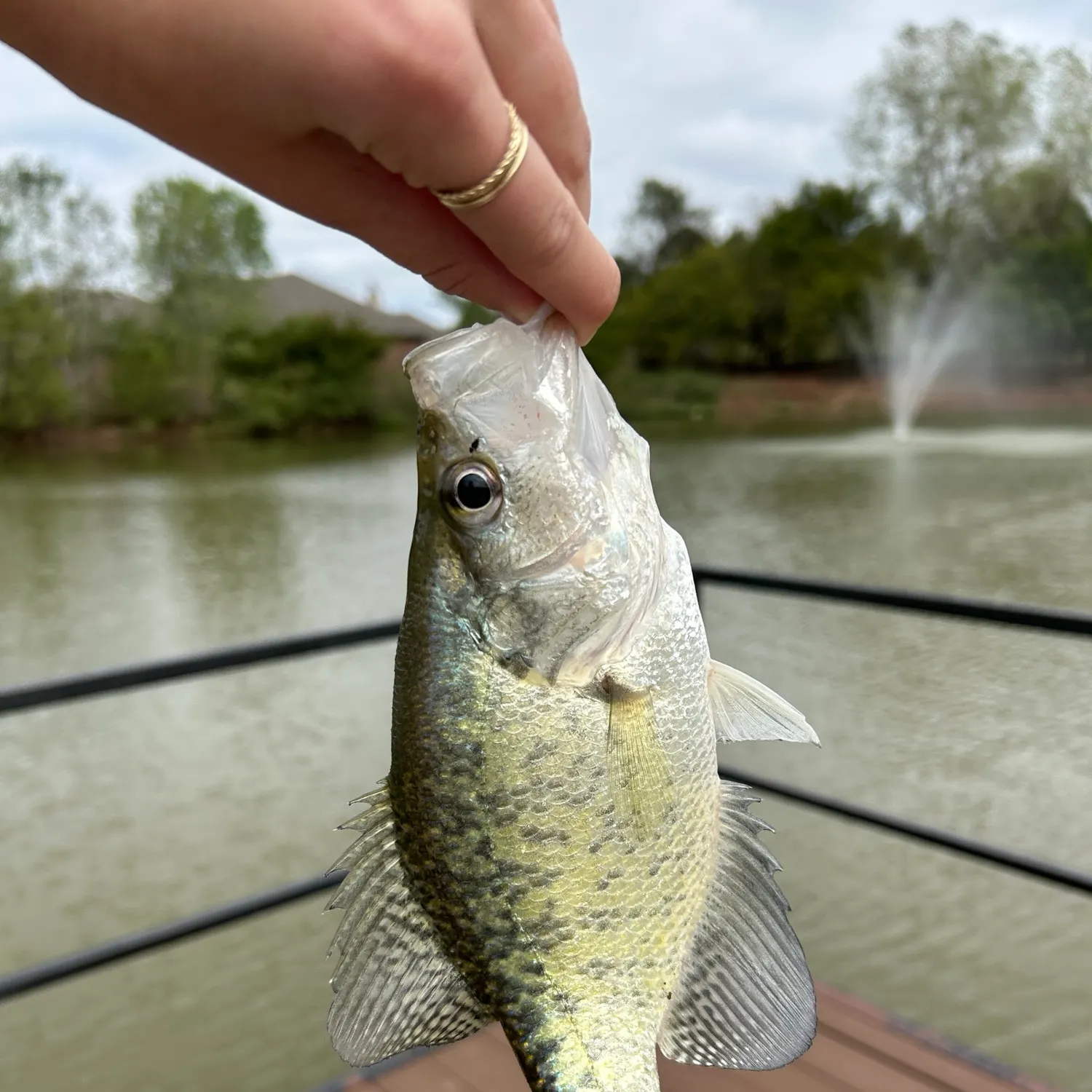 White crappie caught on Fishbrain