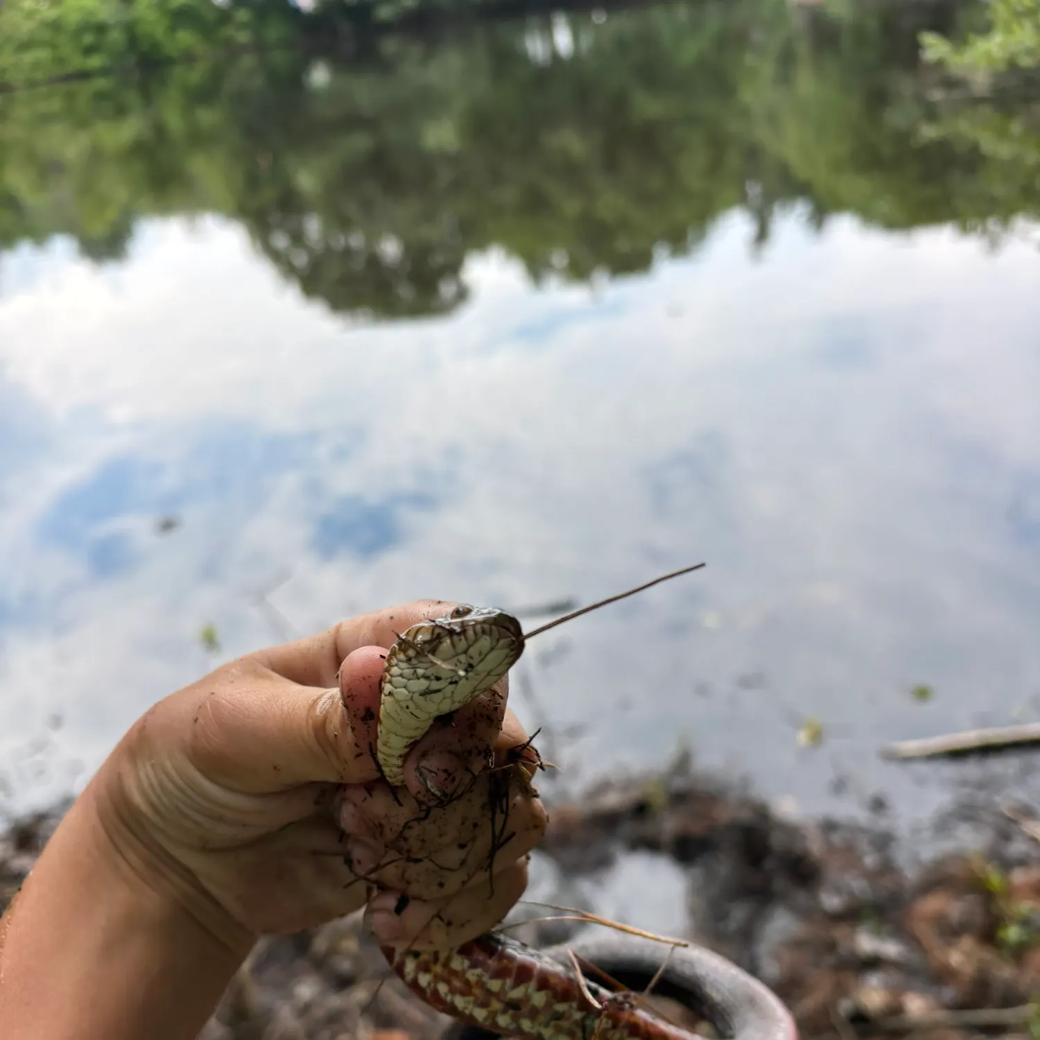 The most recent Dubois sea snake catches on Fishbrain