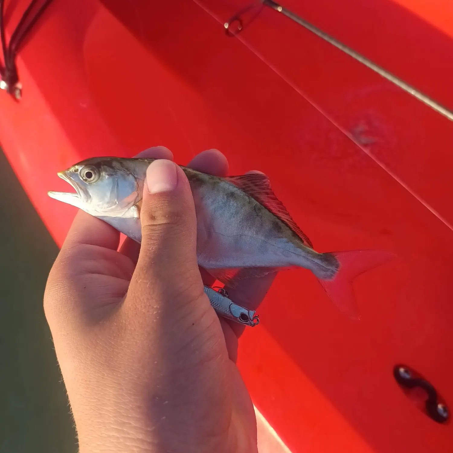 The most recent Leerfish catches on Fishbrain