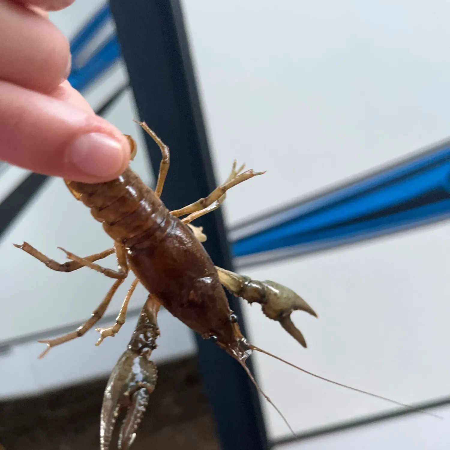 The most recent Northern clearwater crayfish catches on Fishbrain