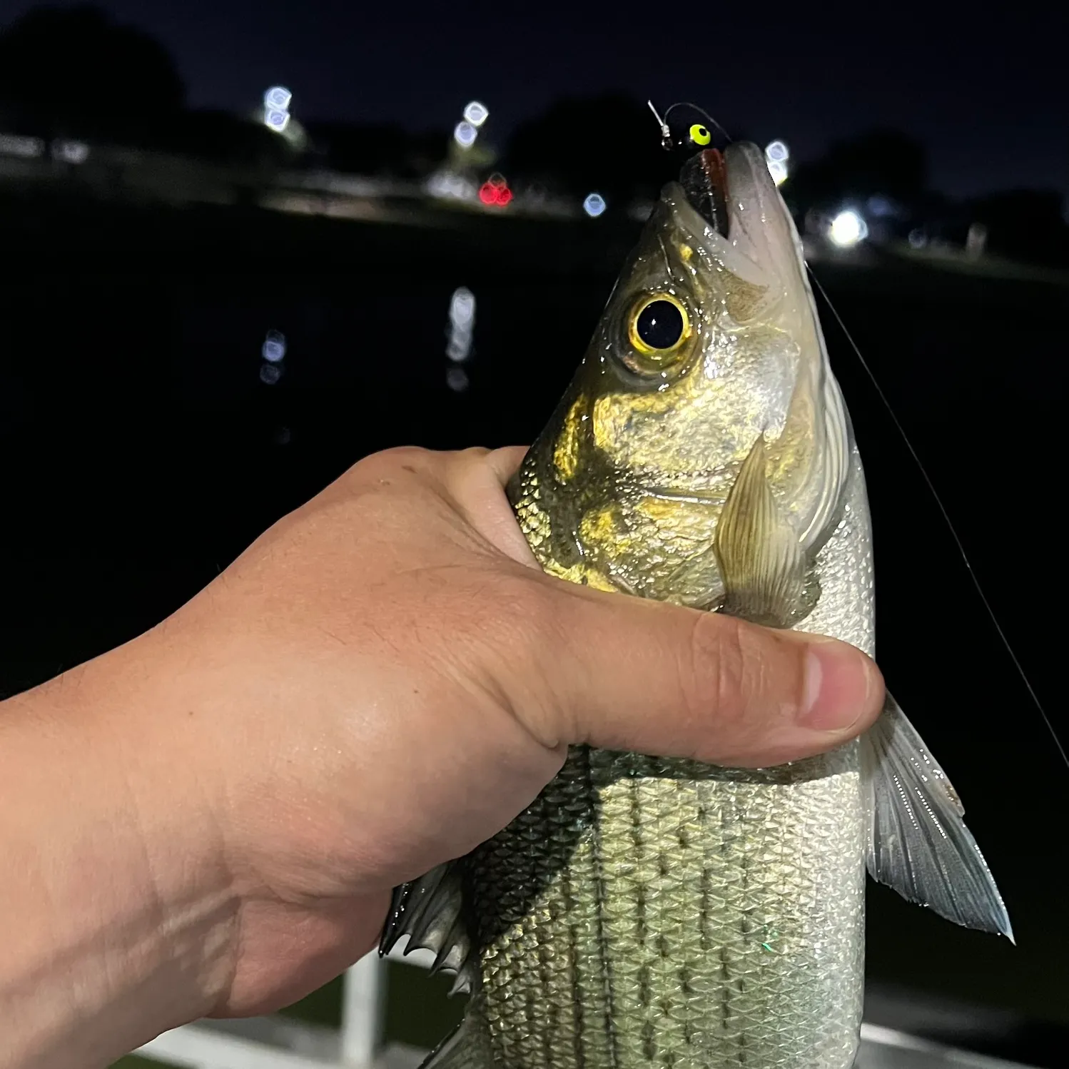 Wiper caught on Fishbrain
