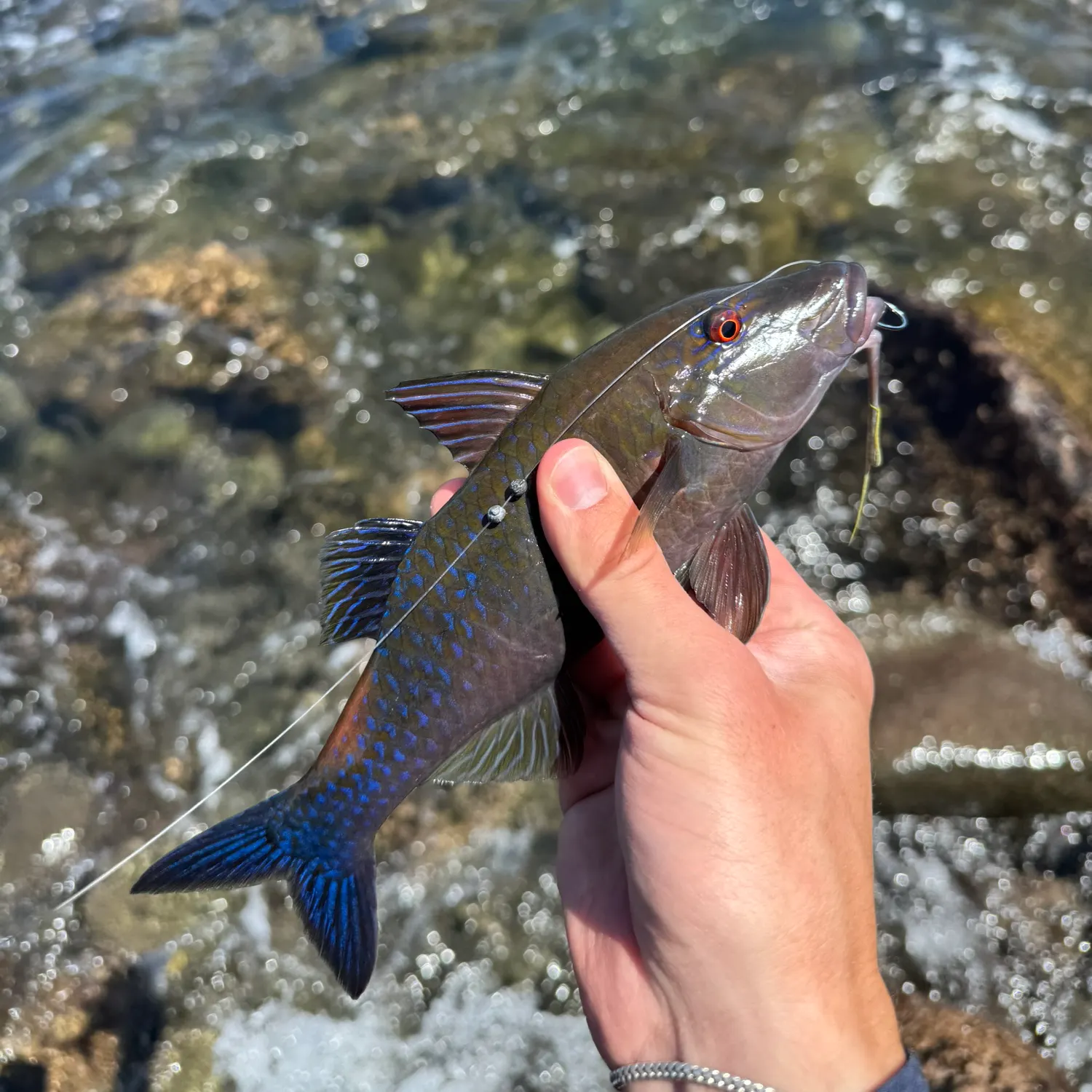 The most recent Goldsaddle goatfish catches on Fishbrain