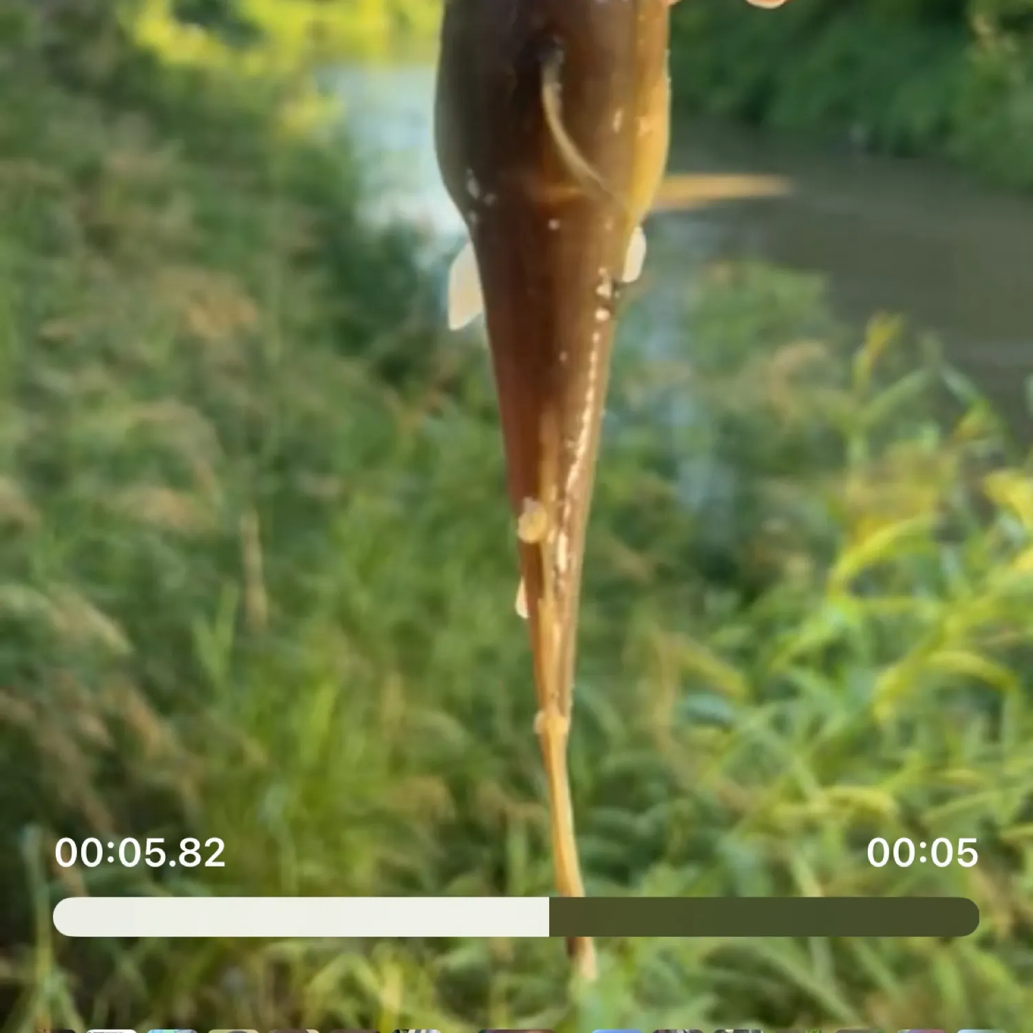 recently logged catches