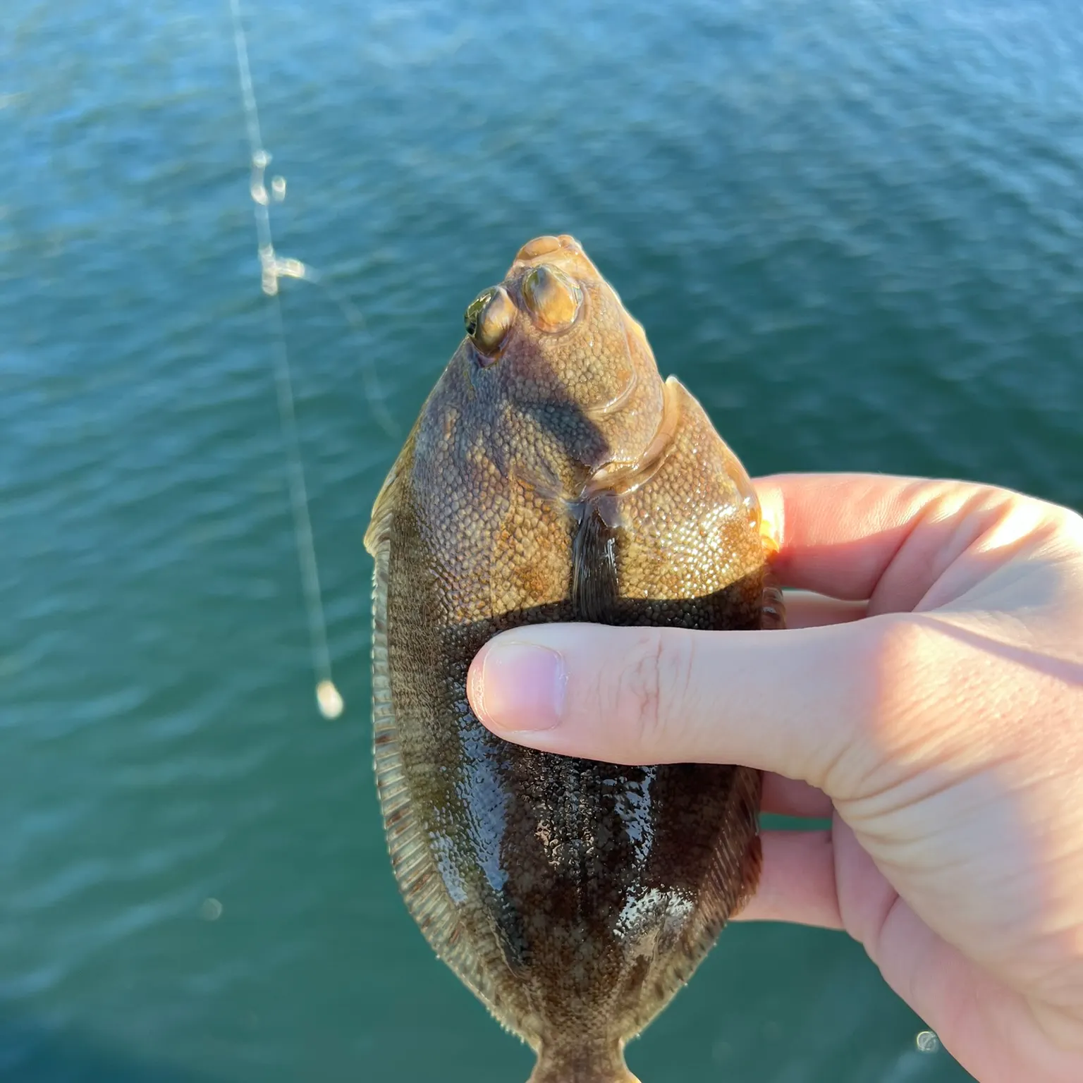 The most recent Northern rock sole catches on Fishbrain