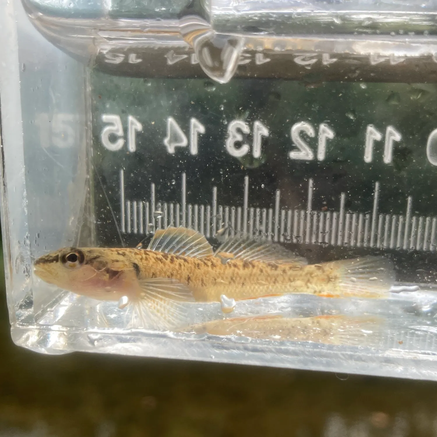 The most recent Slabrock darter catches on Fishbrain