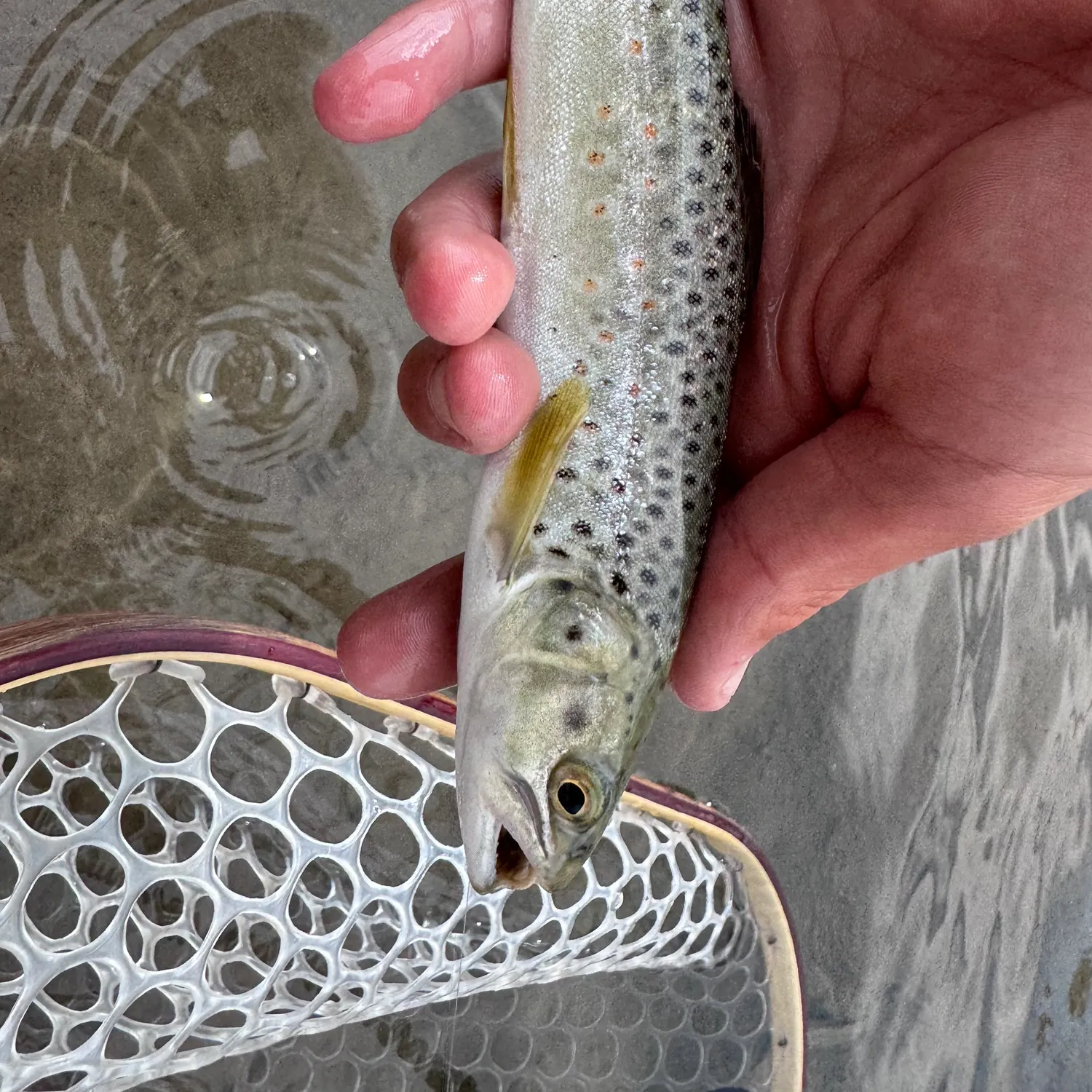 The most recent Brown trout catches on Fishbrain
