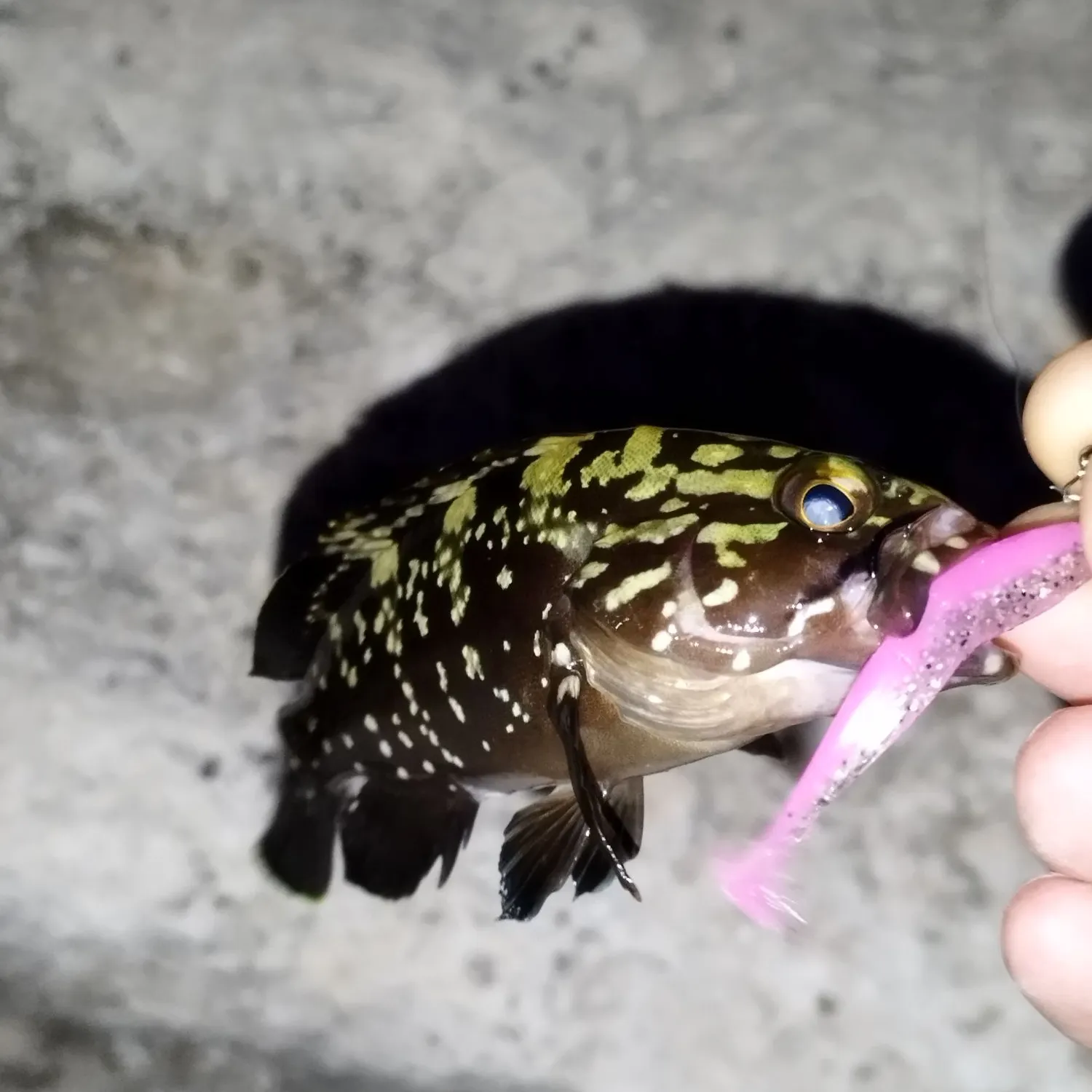 The most recent Dusky grouper catches on Fishbrain