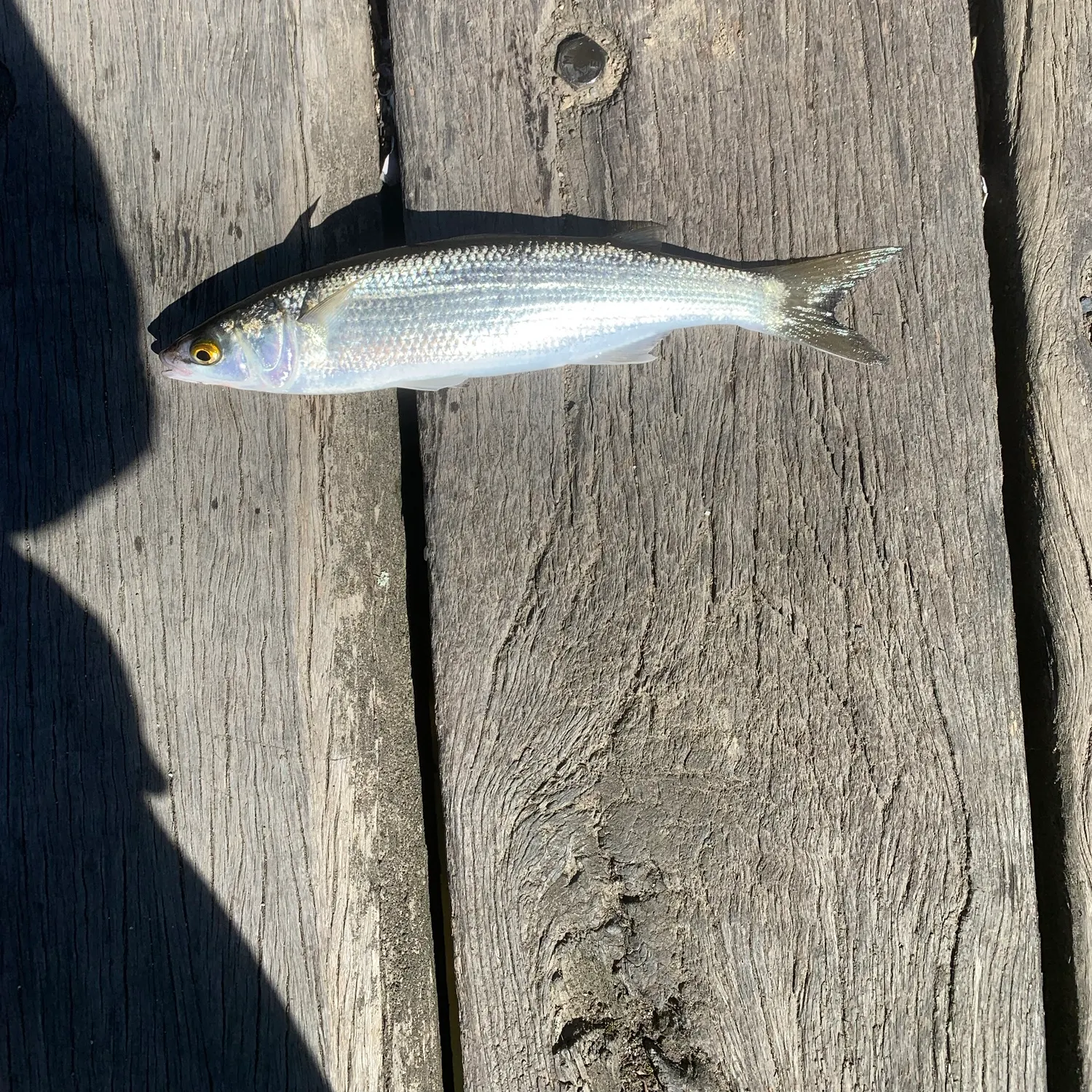 Yellow-eye mullet caught on Fishbrain