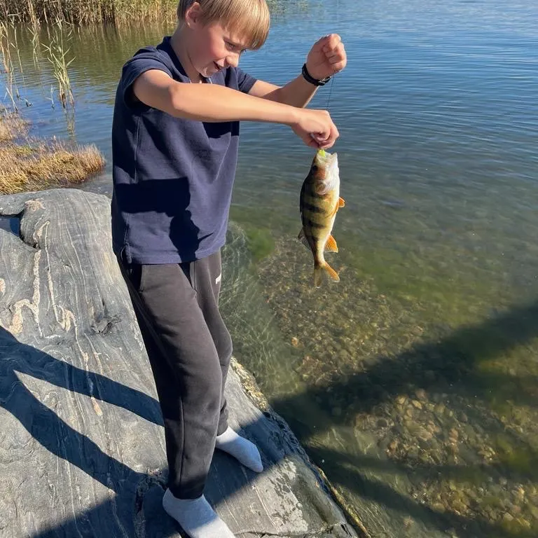 European perch caught on Fishbrain