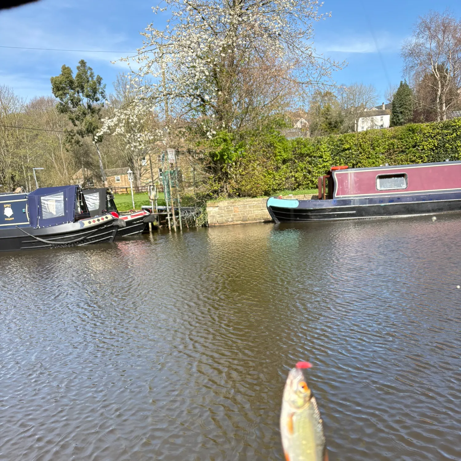 The most recent Ide catches on Fishbrain