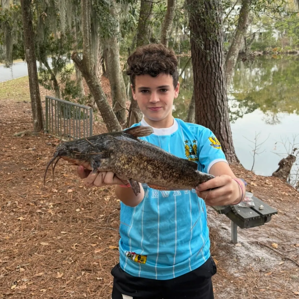The most recent Flathead catfish catches on Fishbrain