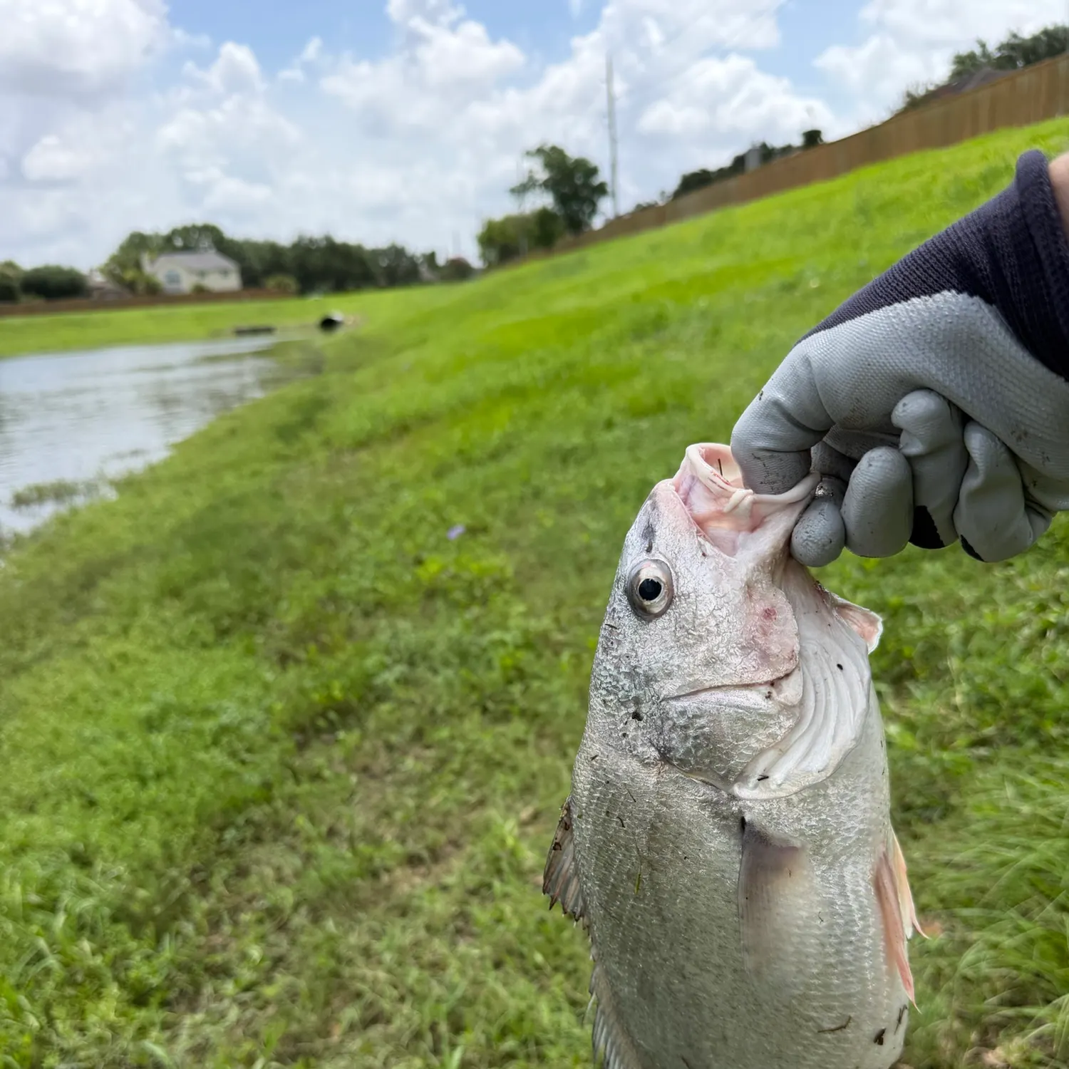 Freshwater drum caught on Fishbrain