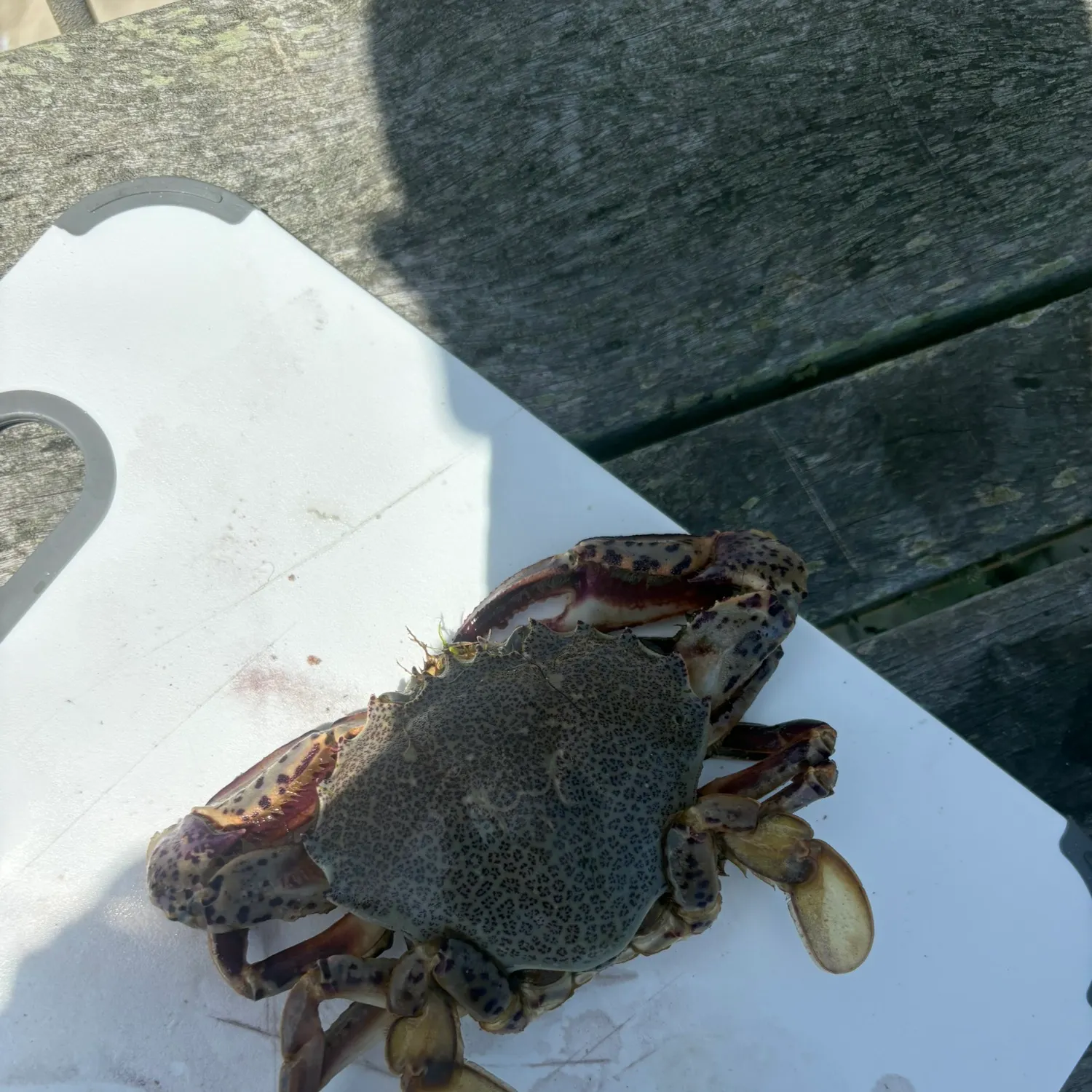 Ocellate lady crab caught on Fishbrain