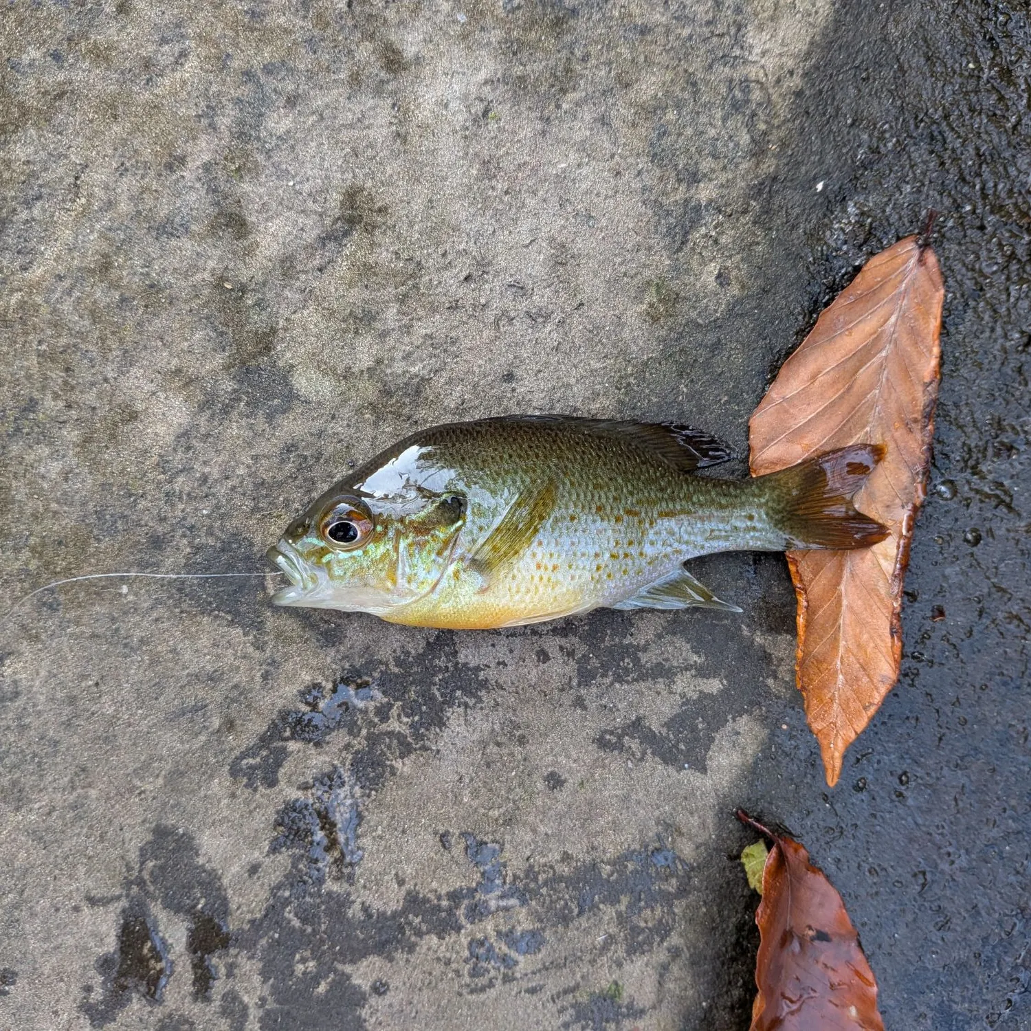 Redbreast sunfish caught on Fishbrain