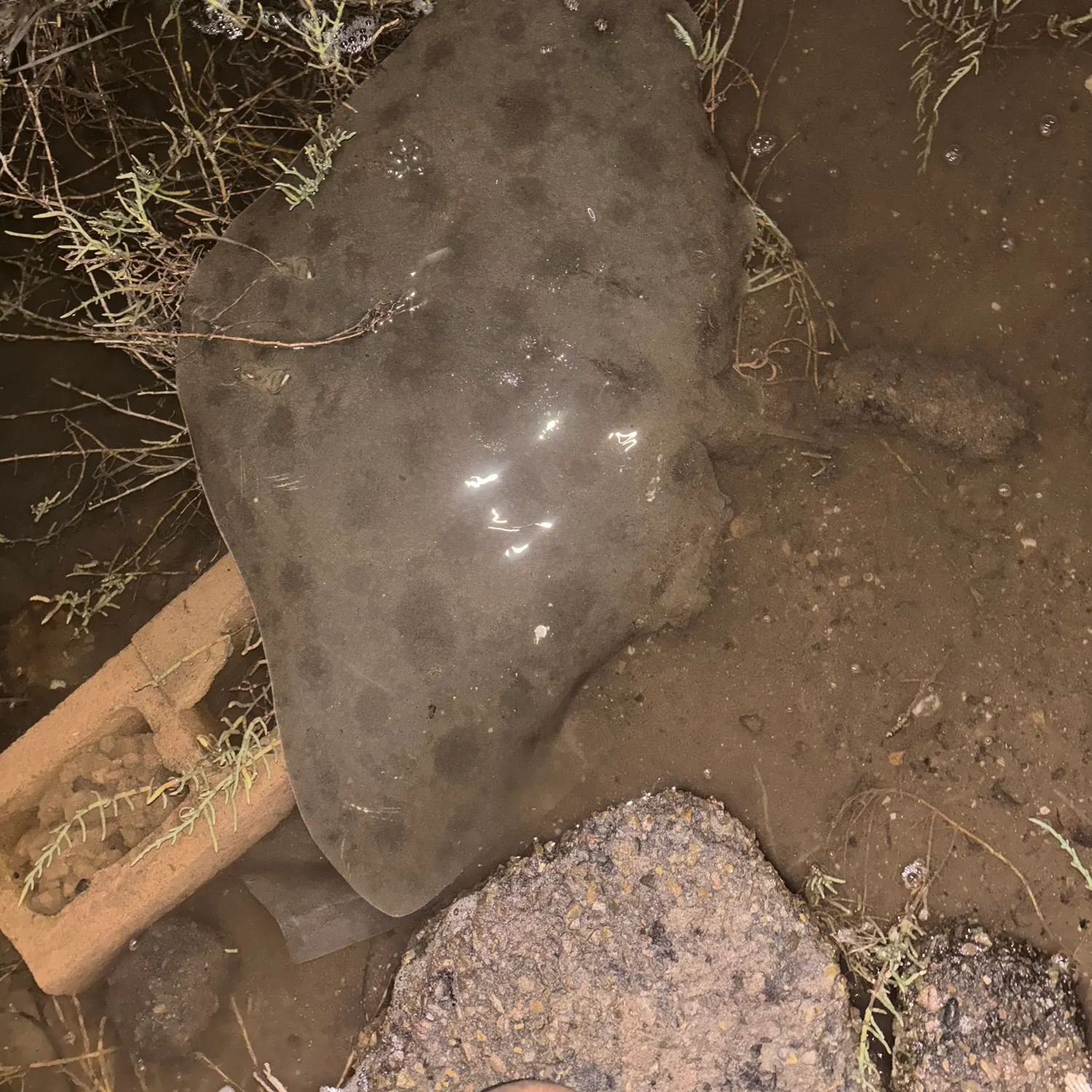 The most recent Spiny butterfly ray catches on Fishbrain