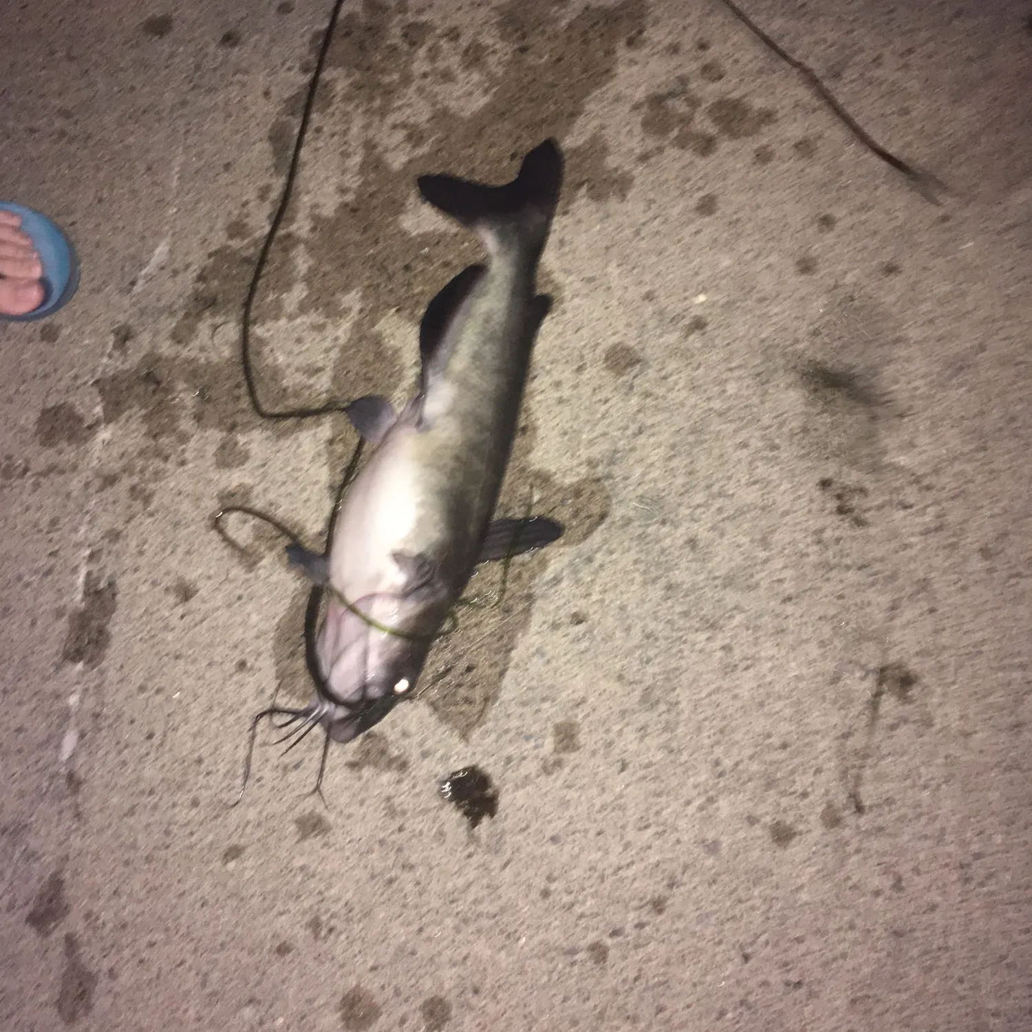 angler catch
