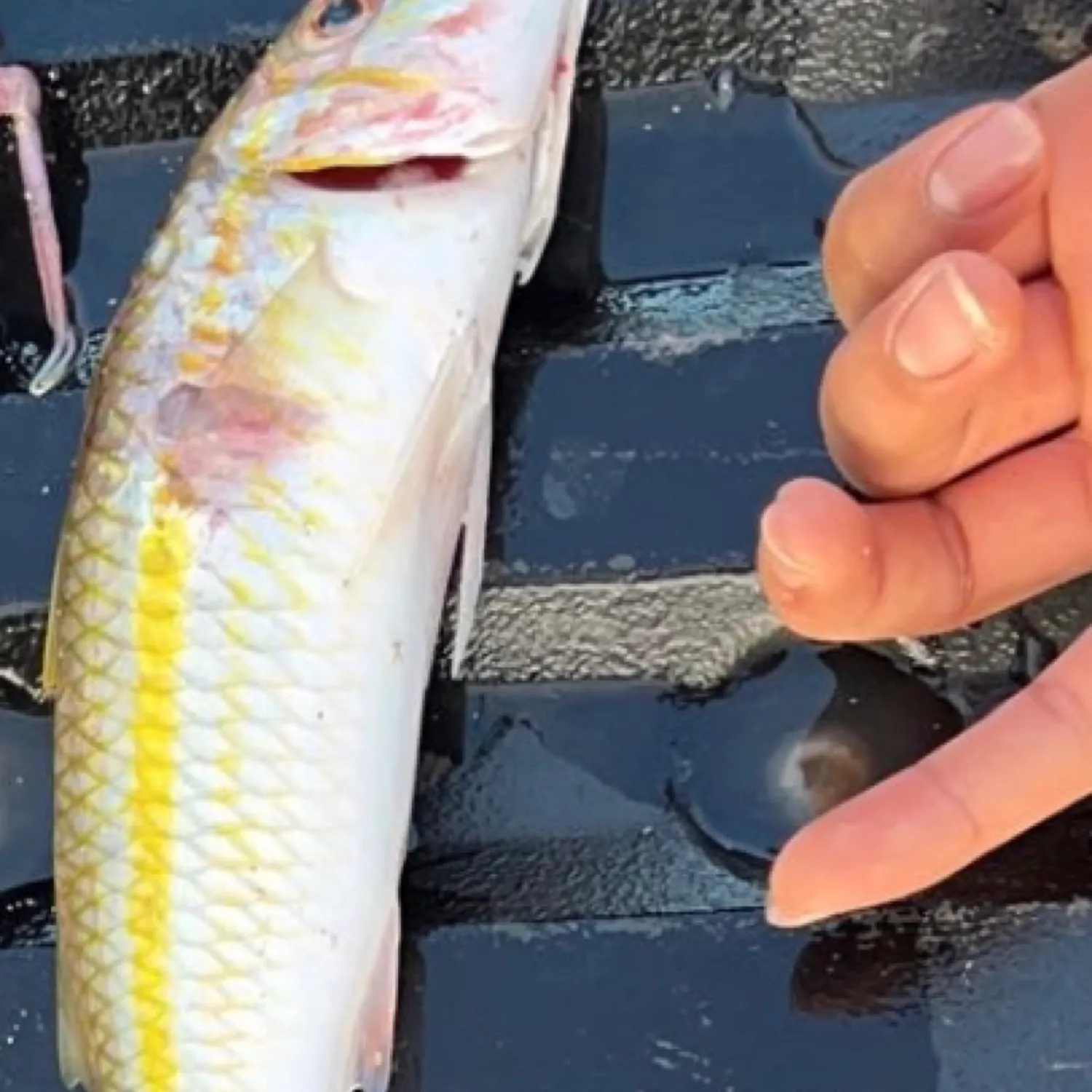 The most popular recent Yellow goatfish catch on Fishbrain