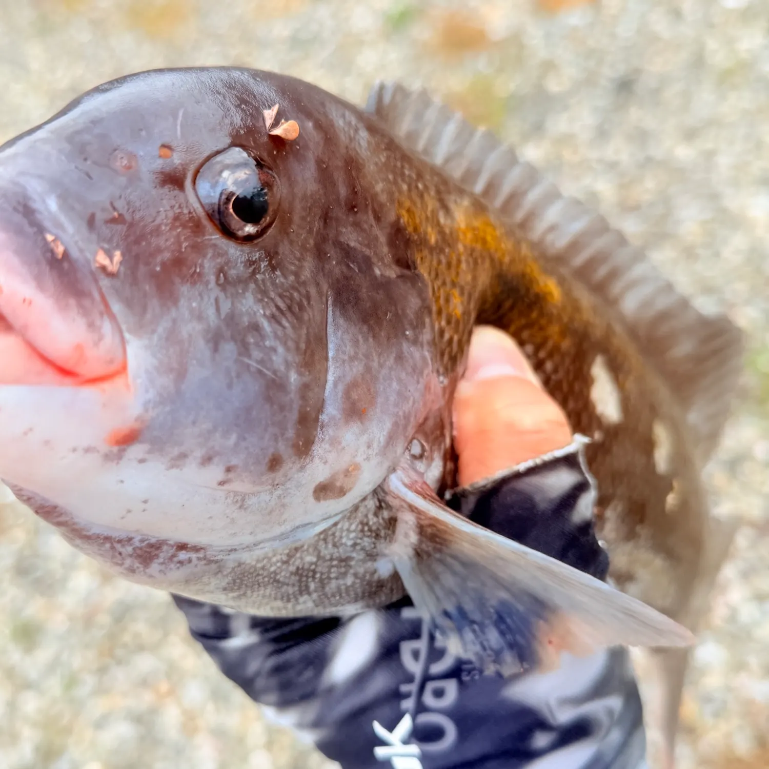 Tautog caught on Fishbrain