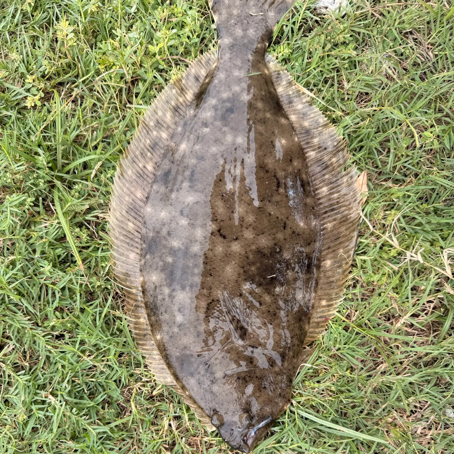 Southern flounder caught on Fishbrain