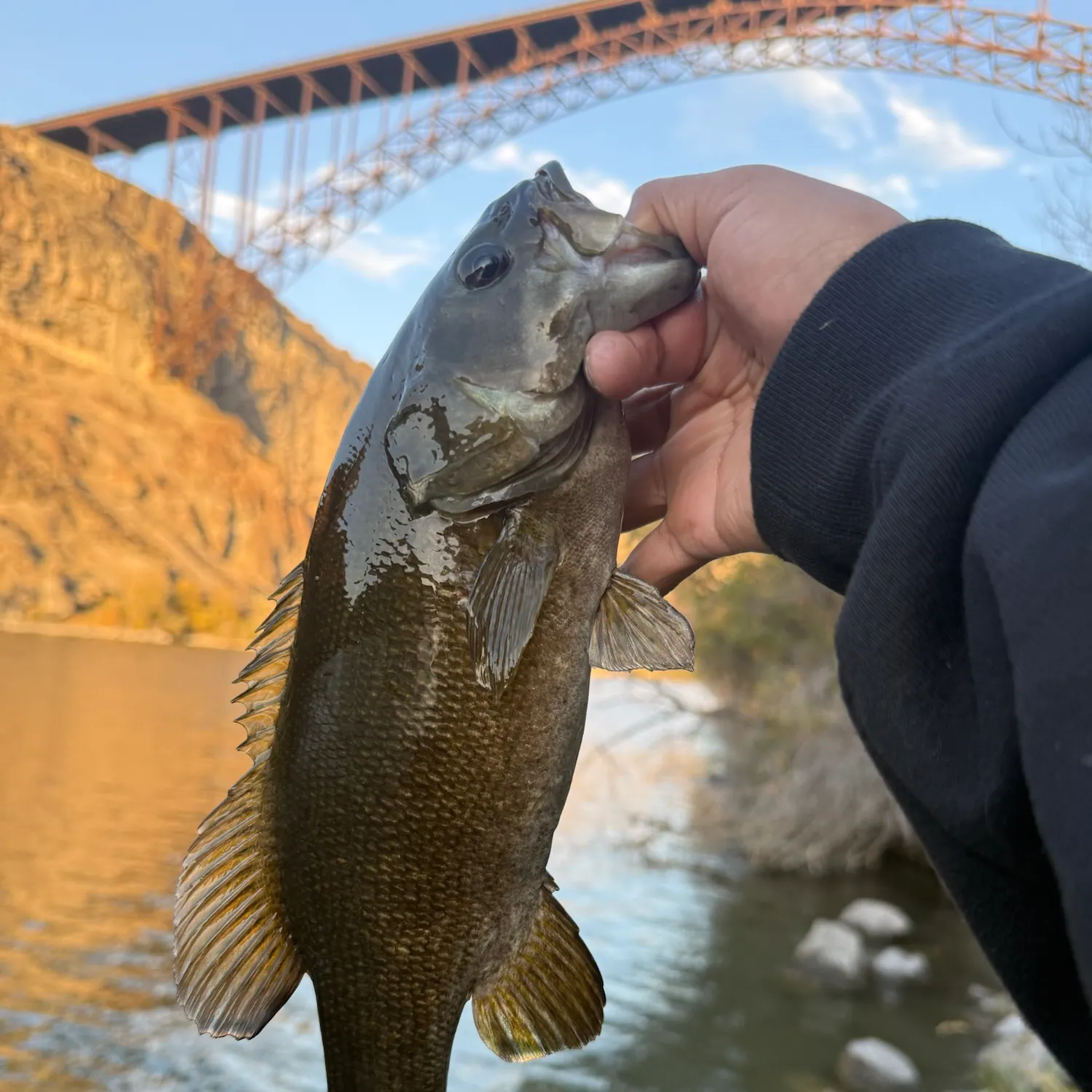 Smallmouth bass caught on Fishbrain