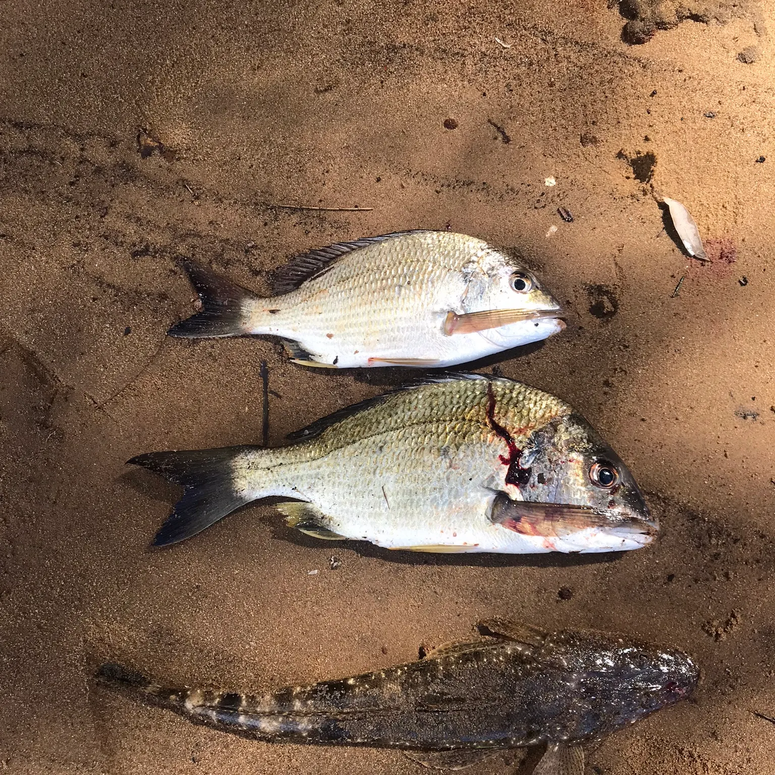 recently logged catches