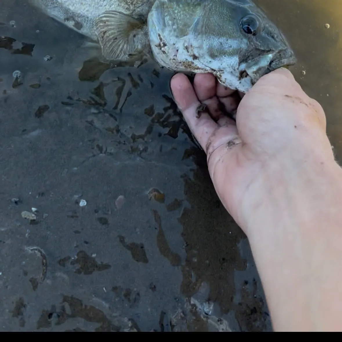 Smallmouth bass caught on Fishbrain