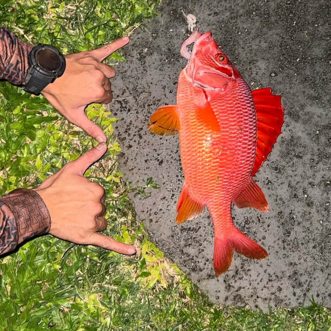 The most recent Sabre squirrelfish catches on Fishbrain