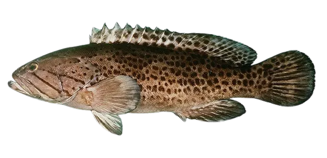 Catface grouper