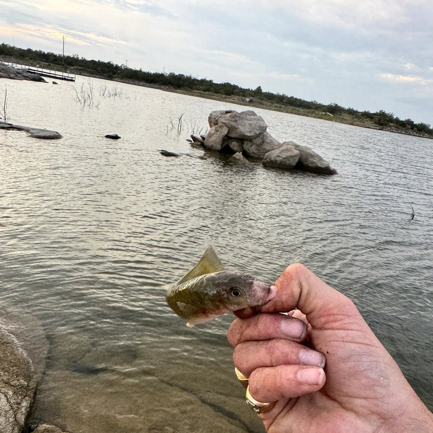 The most recent Gulf killifish catches on Fishbrain