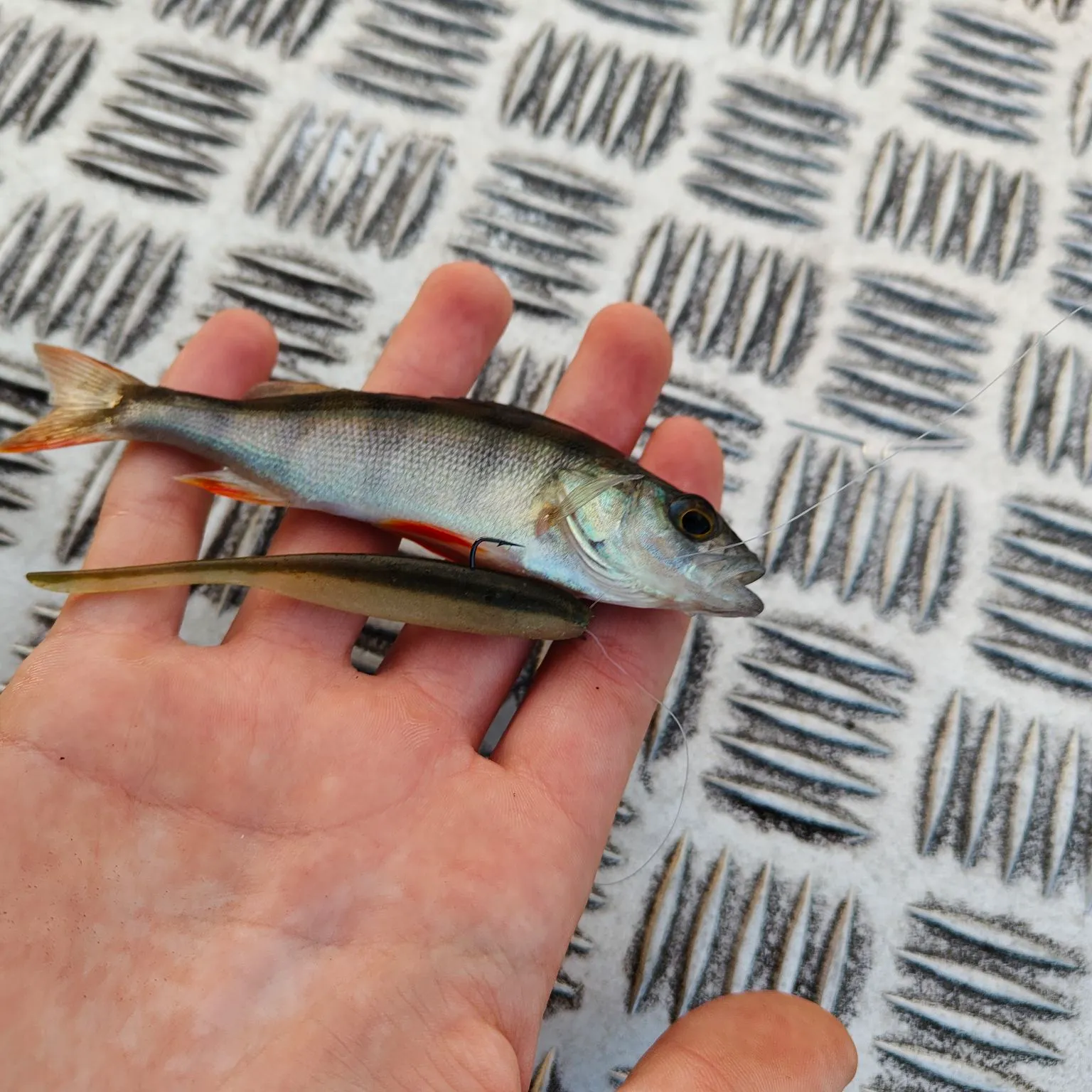 European perch caught on Fishbrain