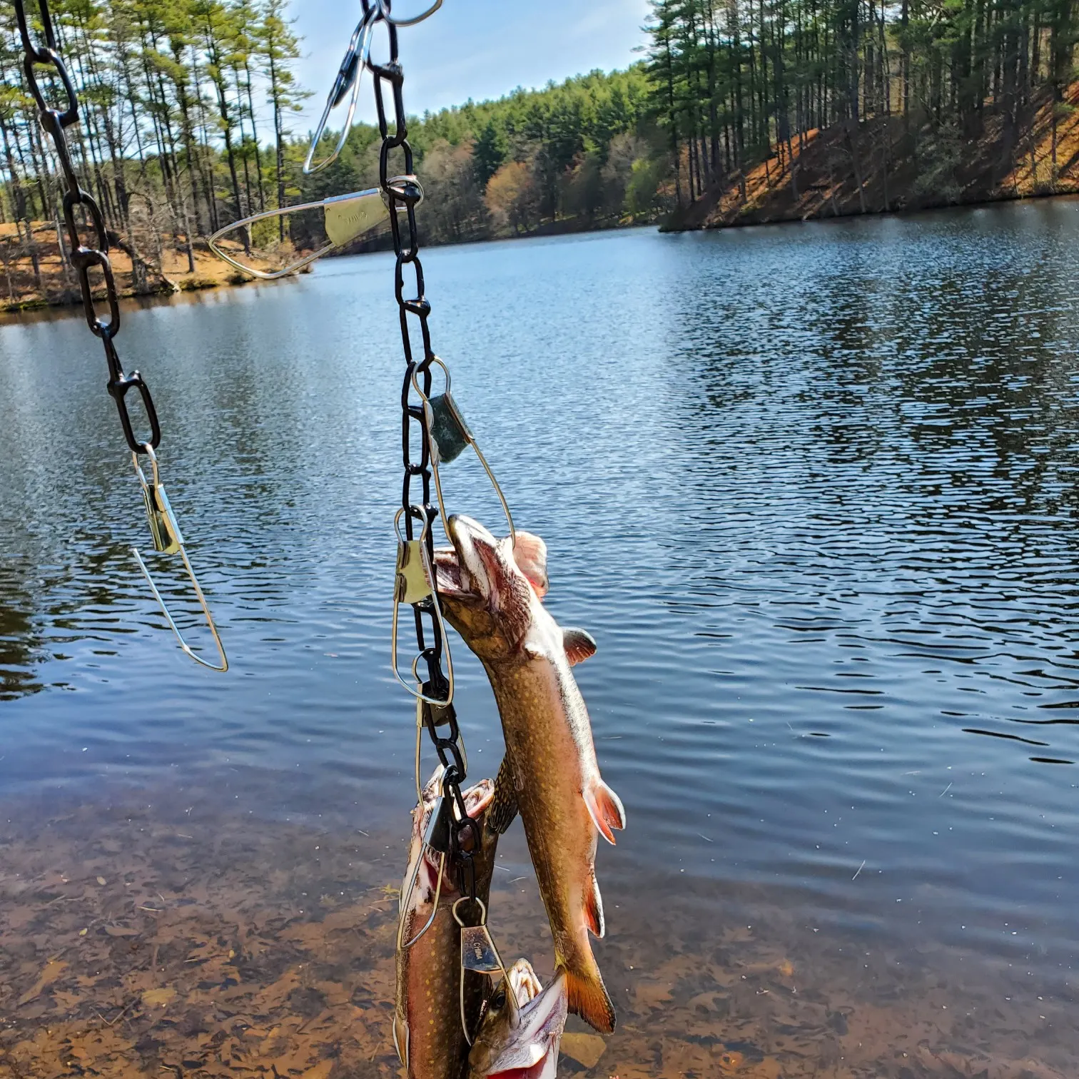 angler catch