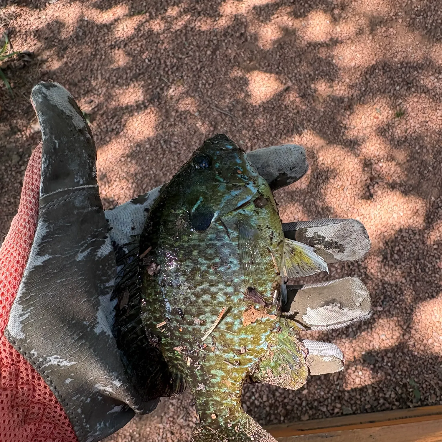 Greengill hybrid caught on Fishbrain