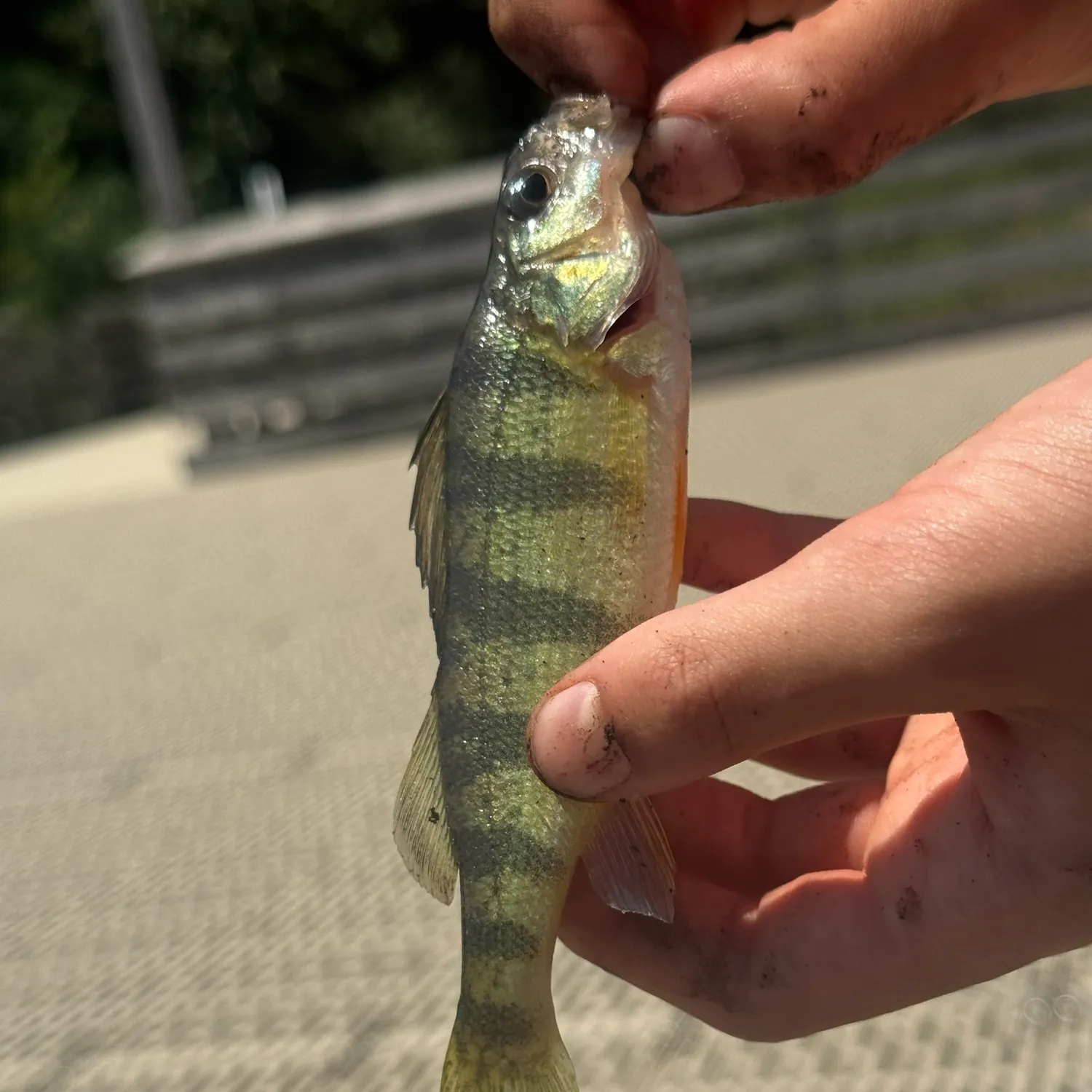 catch