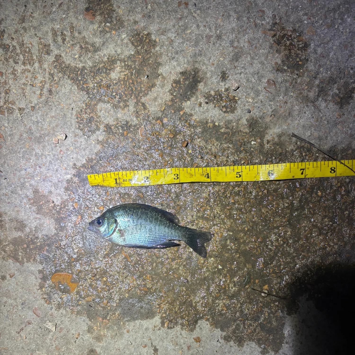 Bluegill caught on Fishbrain