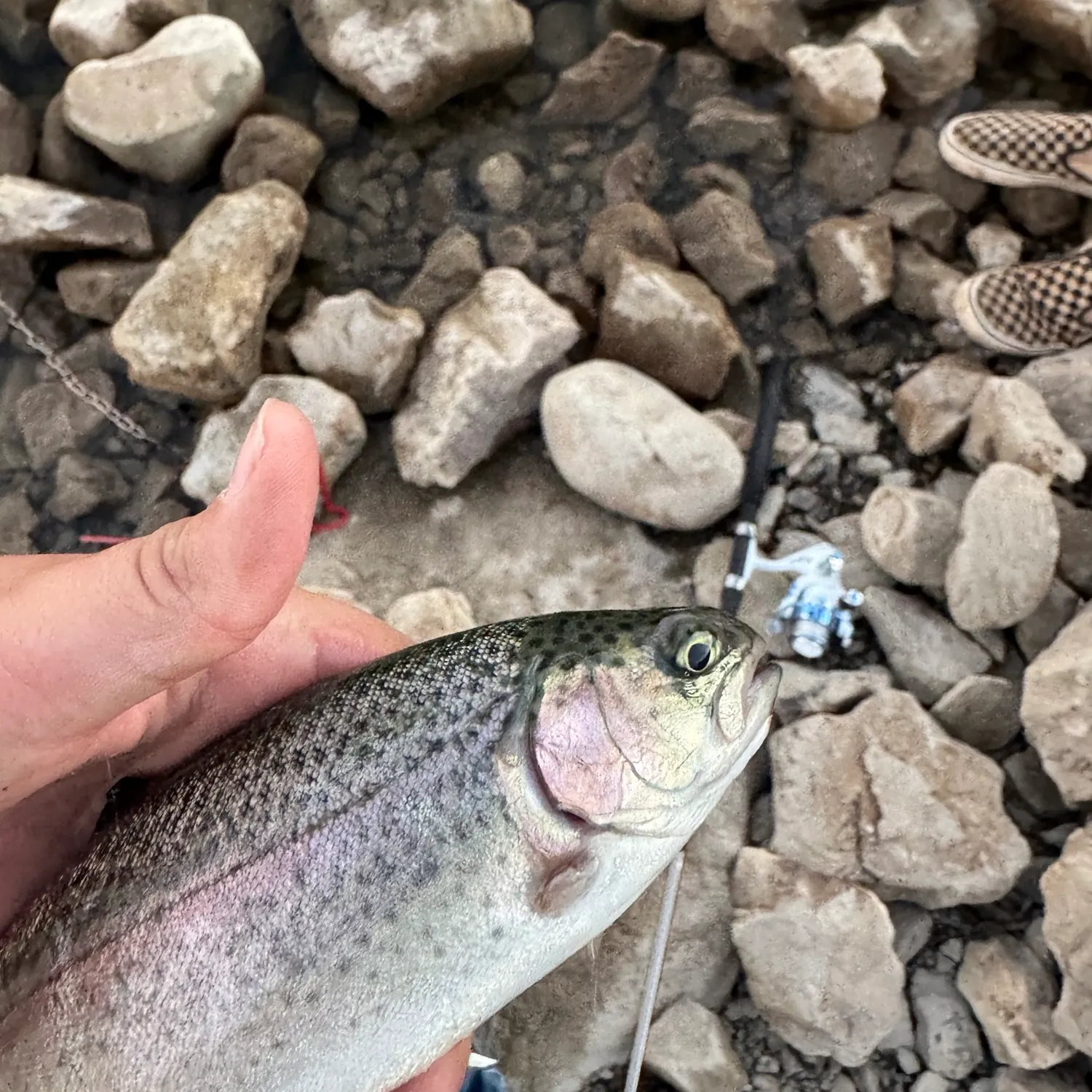 Rainbow trout caught on Fishbrain