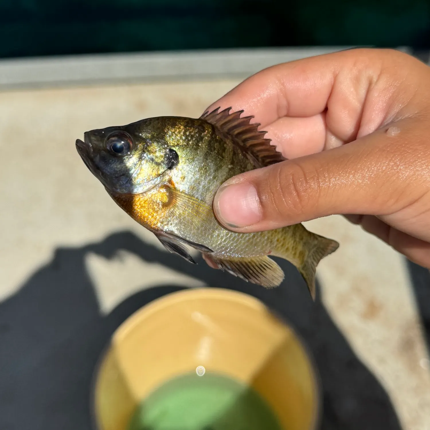 Bluegill caught on Fishbrain