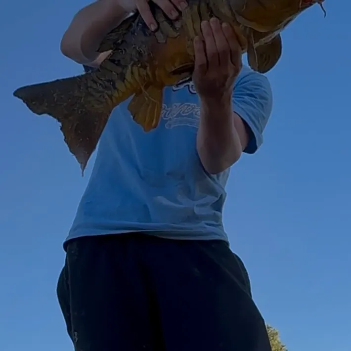 The most recent Mirror carp catches on Fishbrain