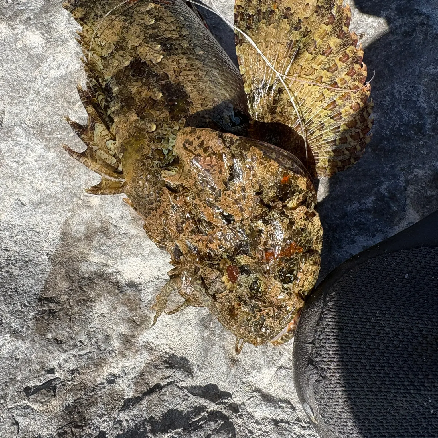 The most recent Spotted scorpionfish catches on Fishbrain