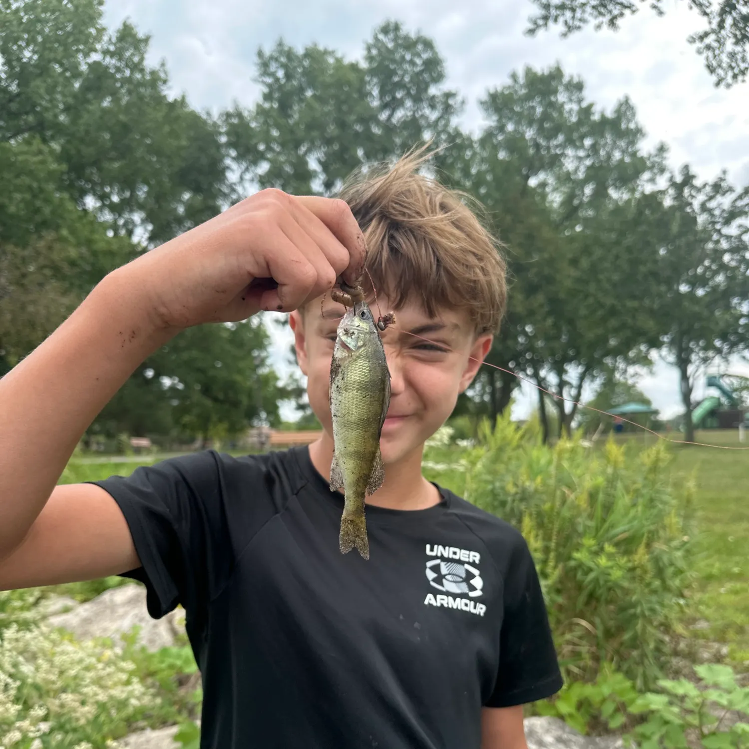 Yellow perch caught on Fishbrain