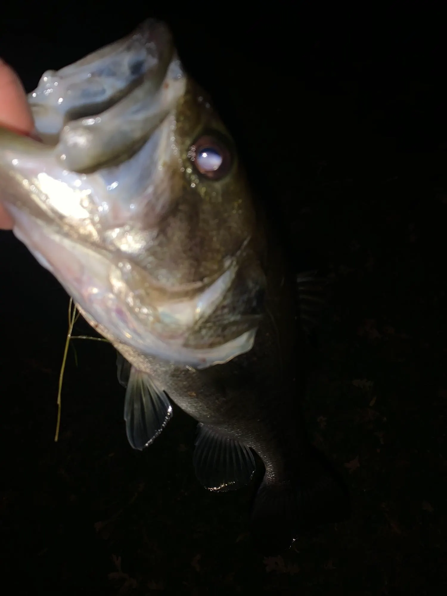 Post image from Hellabassfishin