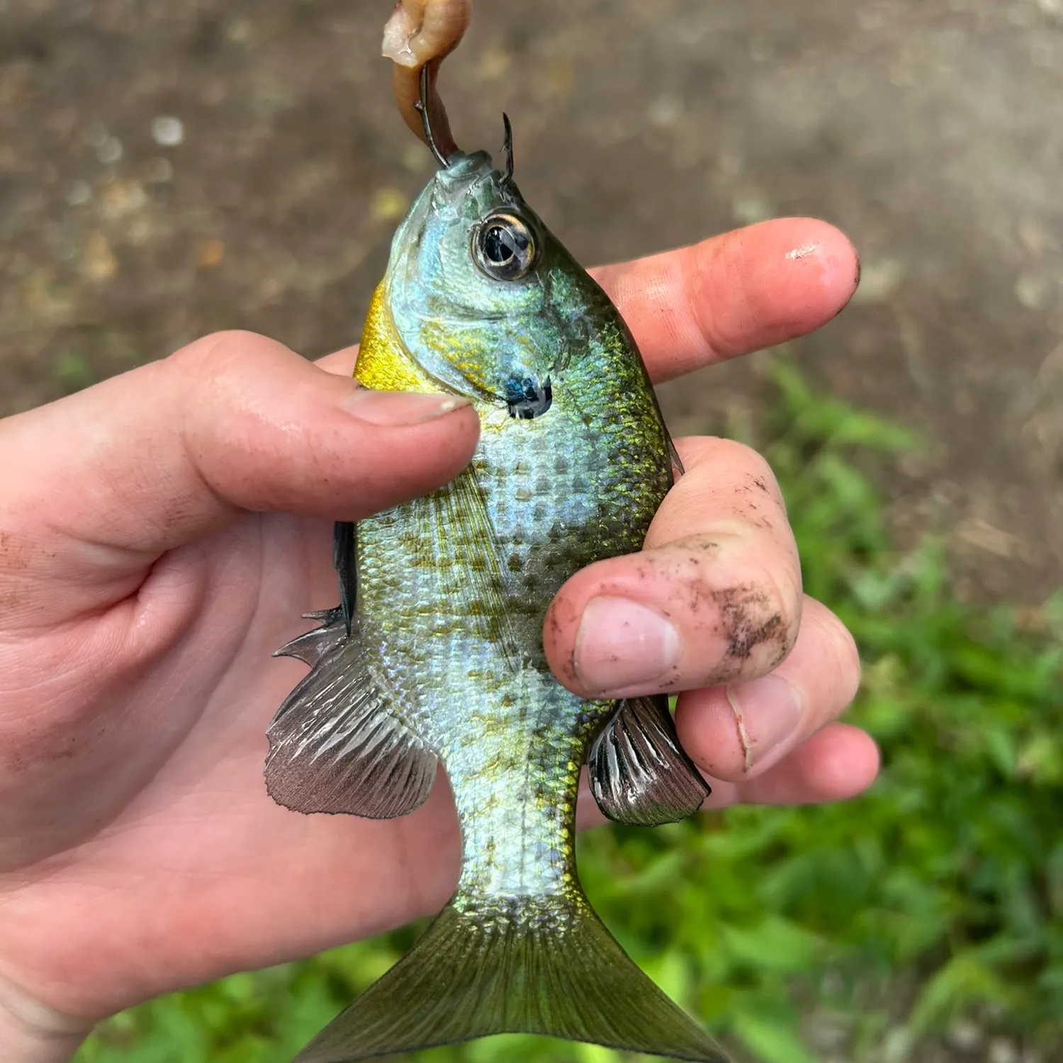 Bluegill caught on Fishbrain