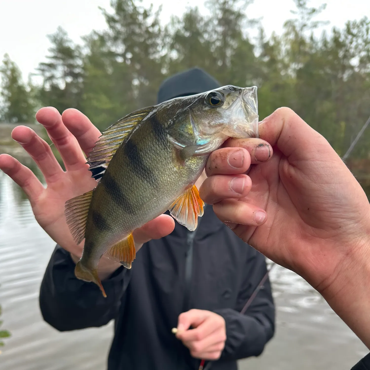 European perch caught on Fishbrain