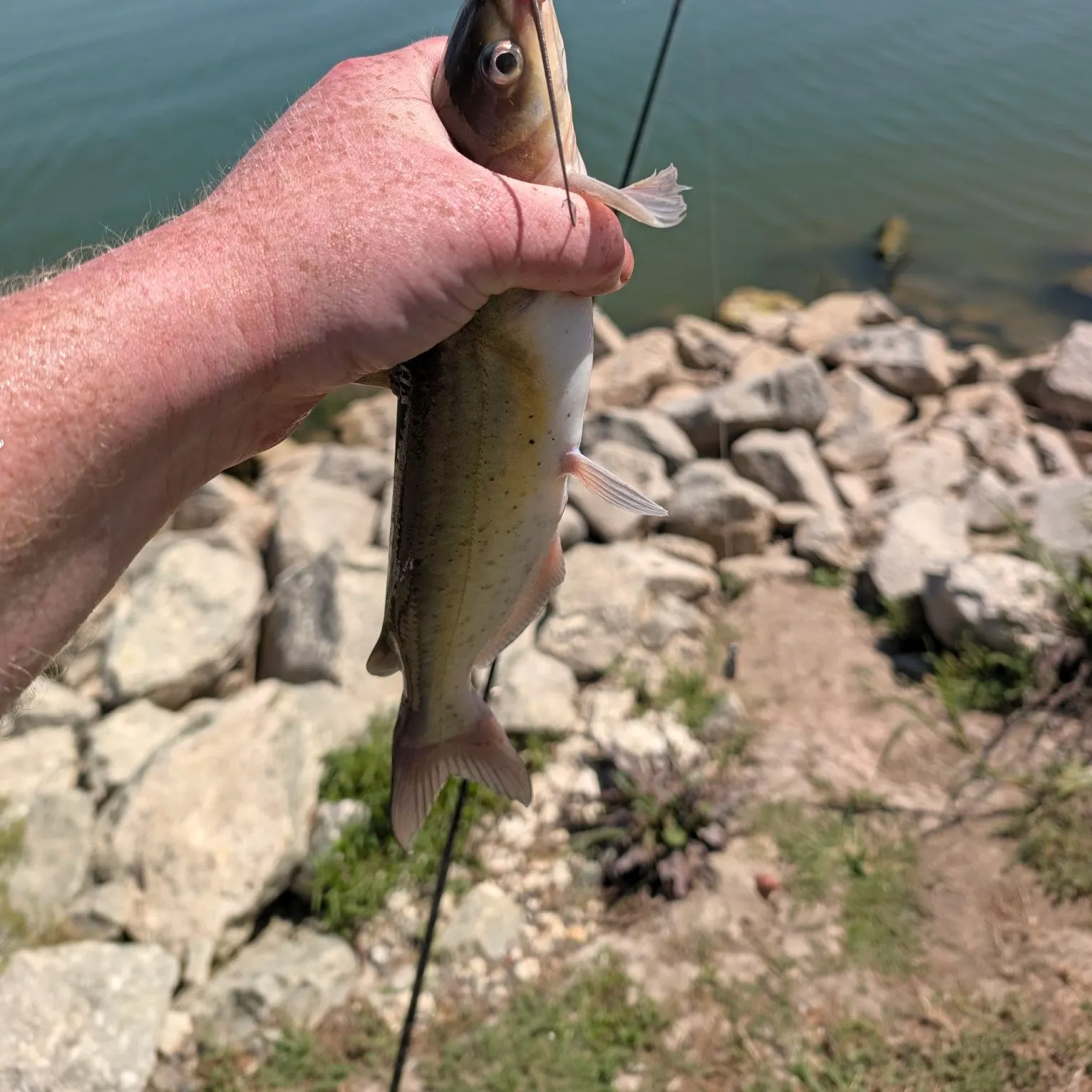 Channel catfish caught on Fishbrain