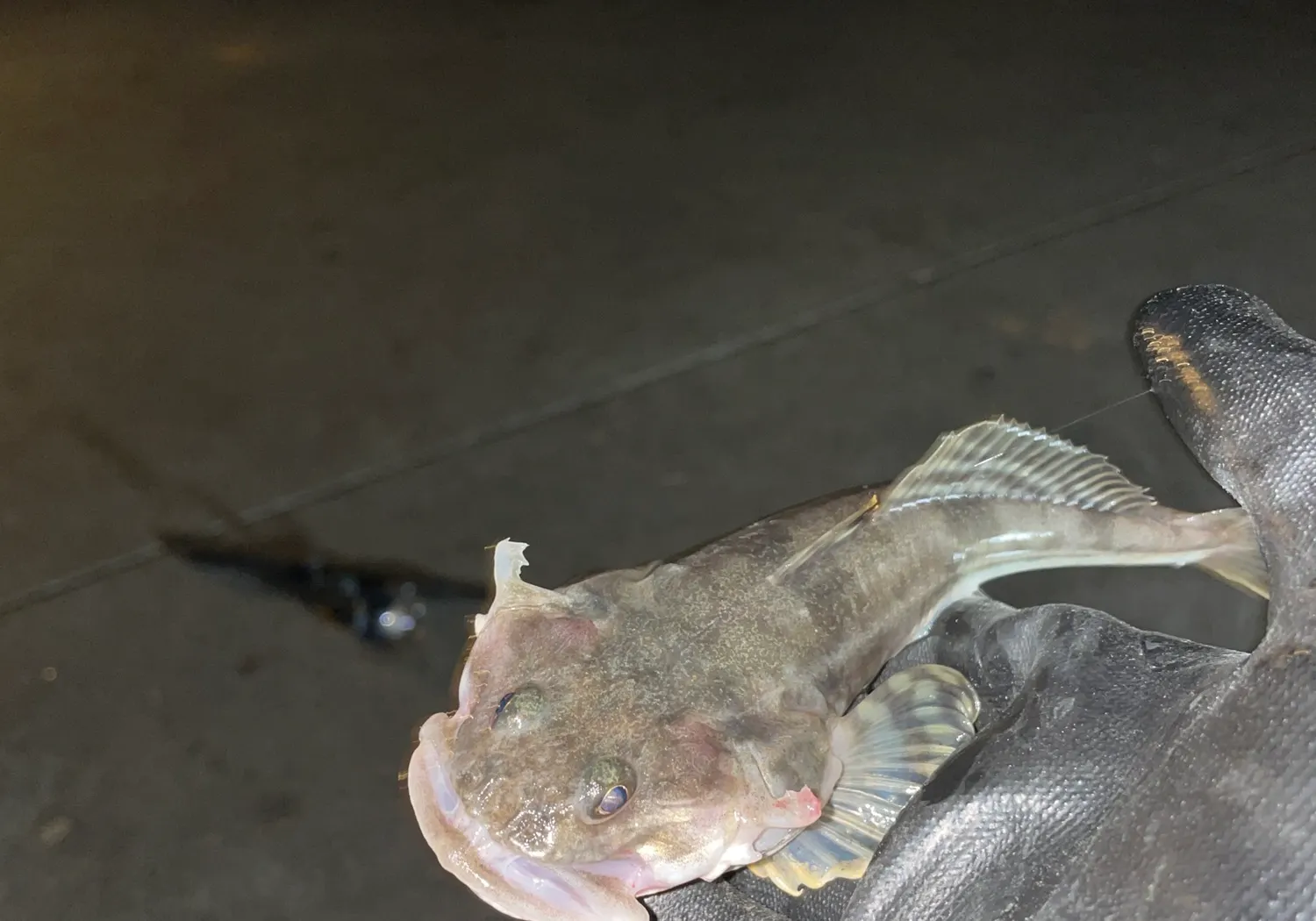 Pacific staghorn sculpin