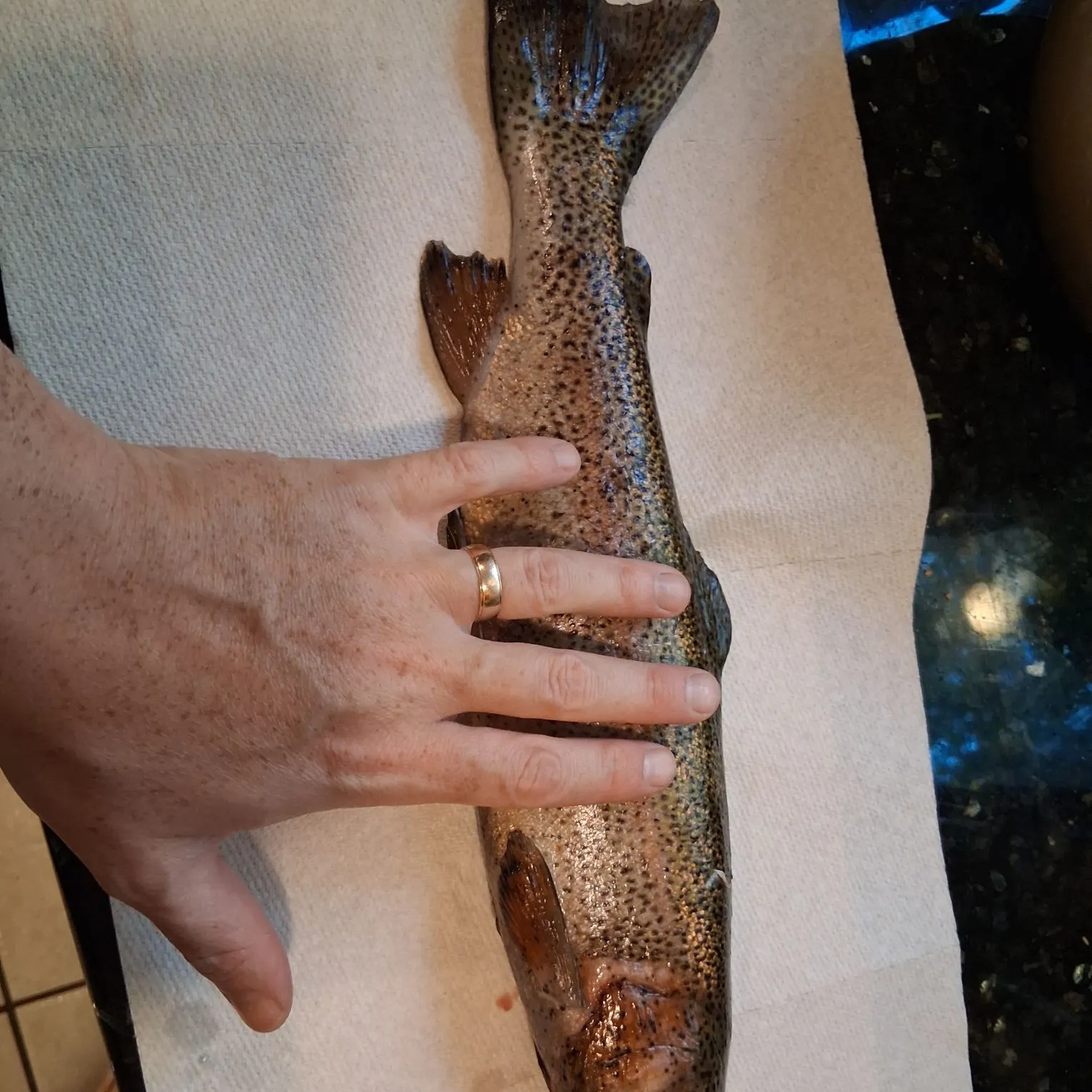 Rainbow trout caught on Fishbrain