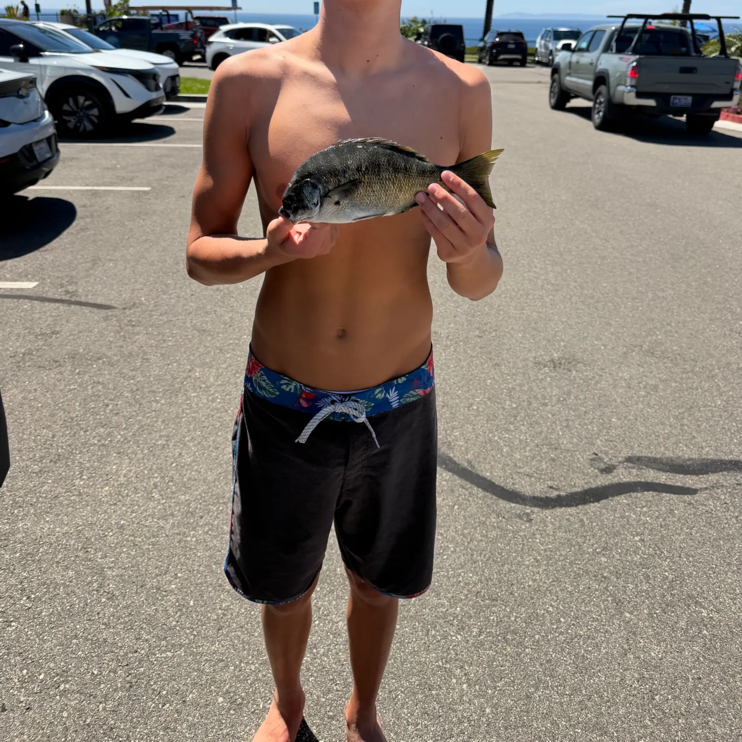 The most recent Zebra-perch sea chub catches on Fishbrain