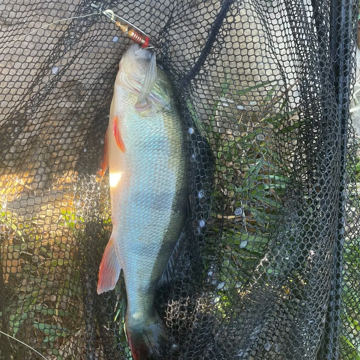 European perch caught on Fishbrain