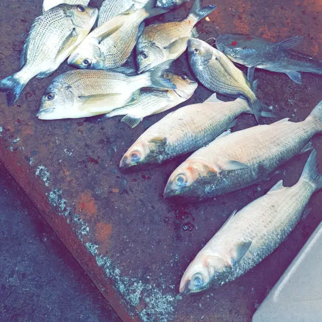 recently logged catches