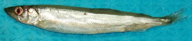 Capelin