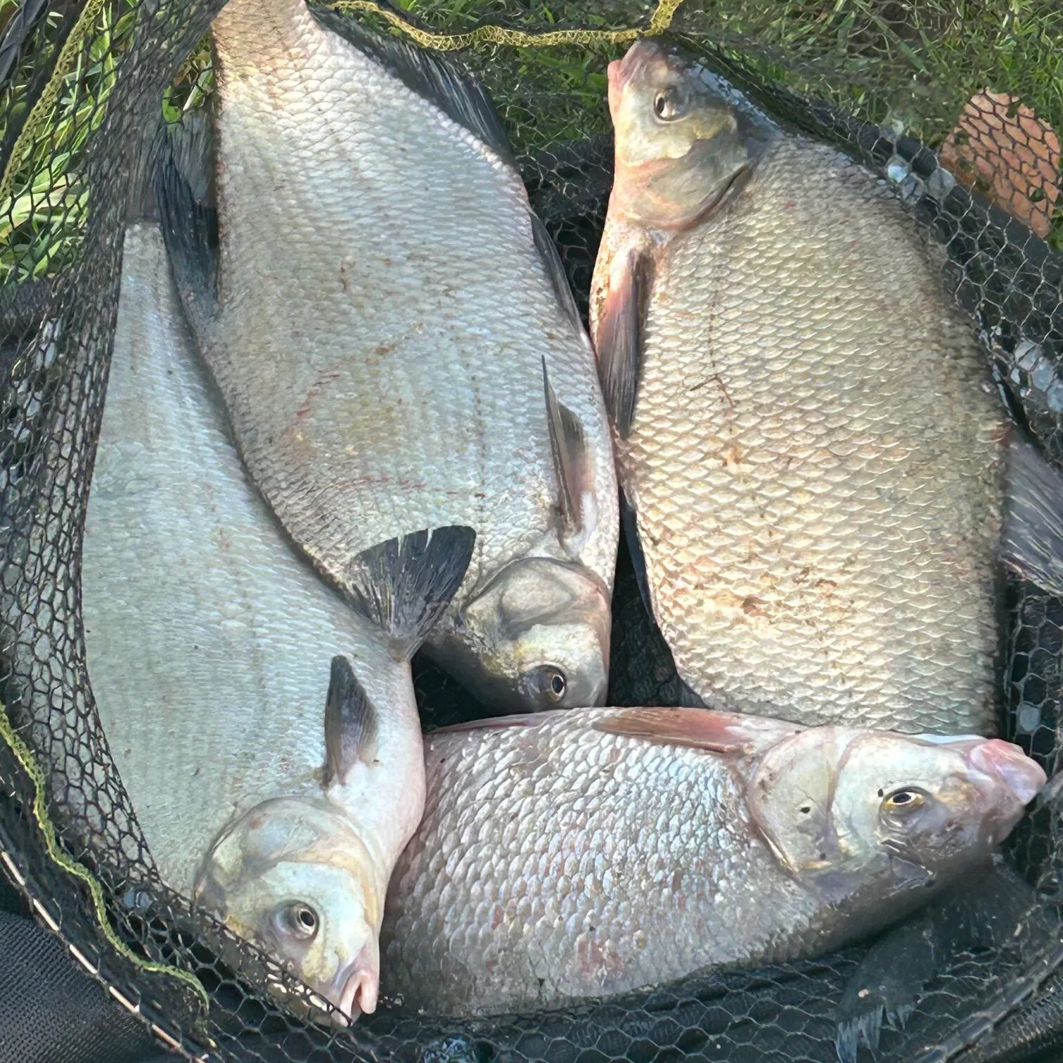 The most recent Lake whitefish catches on Fishbrain